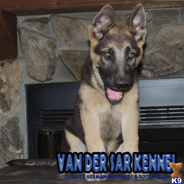German Shepherd Puppies in FL